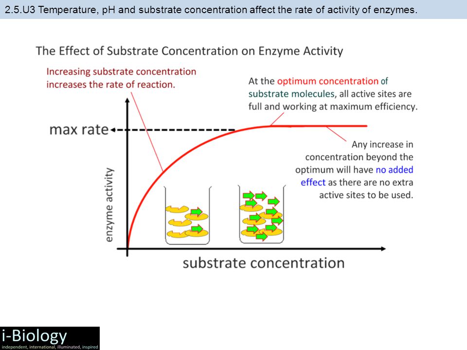 What Effects of Concentrations of a Substrate on Enzyme Lab Answers